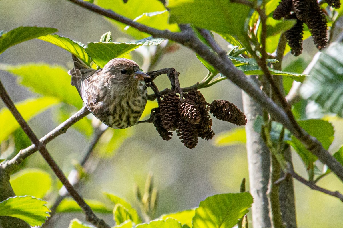 Pine Siskin - Katie Sanborn