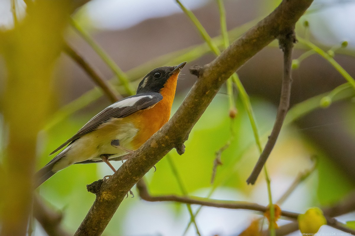 Mugimaki Flycatcher - Nattapong Banhomglin