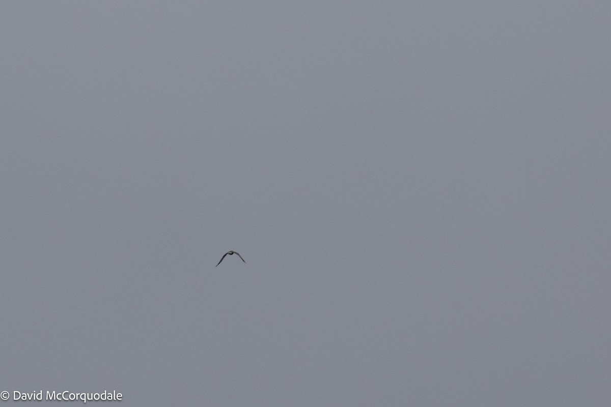 Northern Harrier - ML559430041