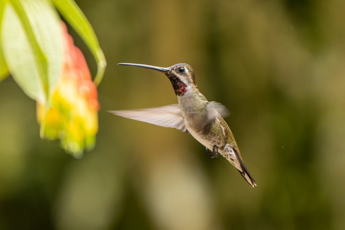 Long-billed Starthroat - Jana Václavíková