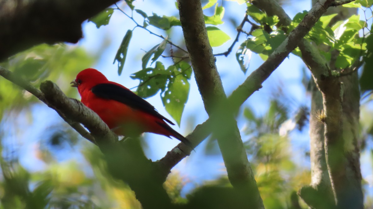 Scarlet Tanager - ML559431991
