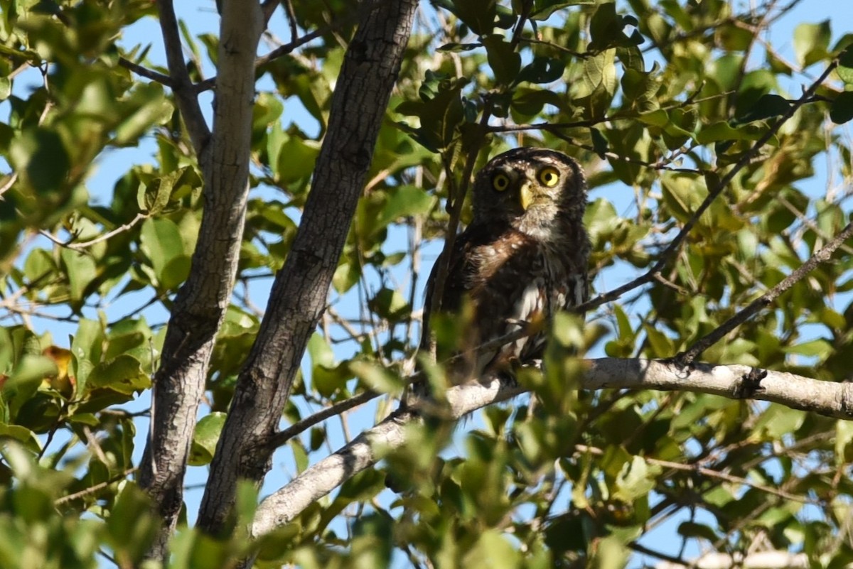 Pearl-spotted Owlet - ML559433661