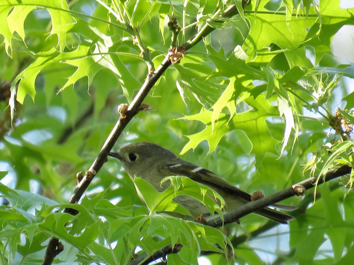 Ruby-crowned Kinglet - ML559433741