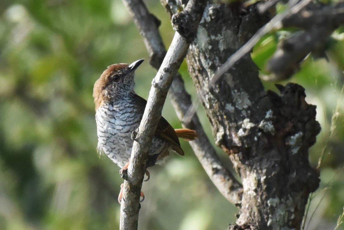 Stierling's Wren-Warbler - ML559434021