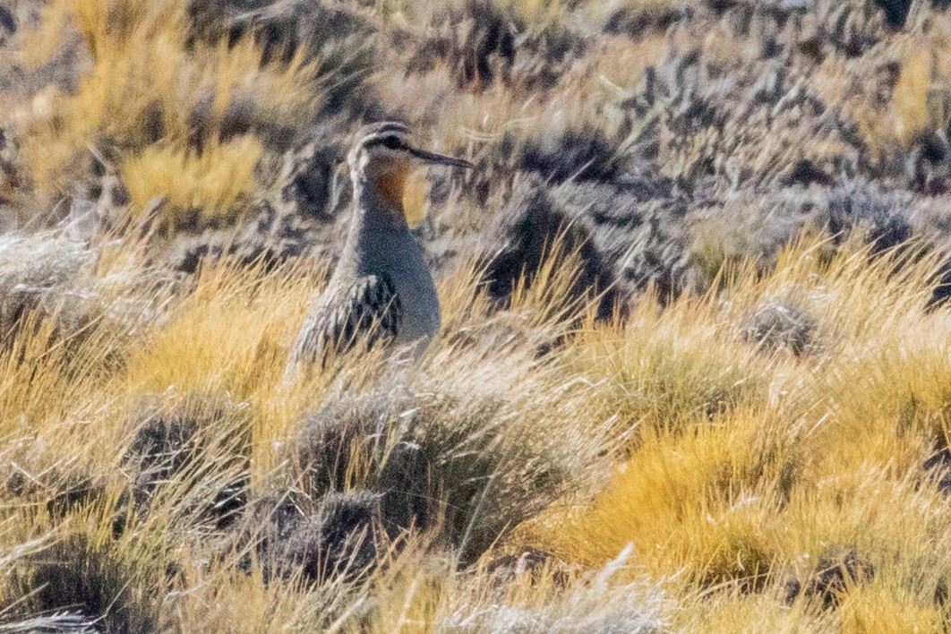 Tawny-throated Dotterel - ML559434111