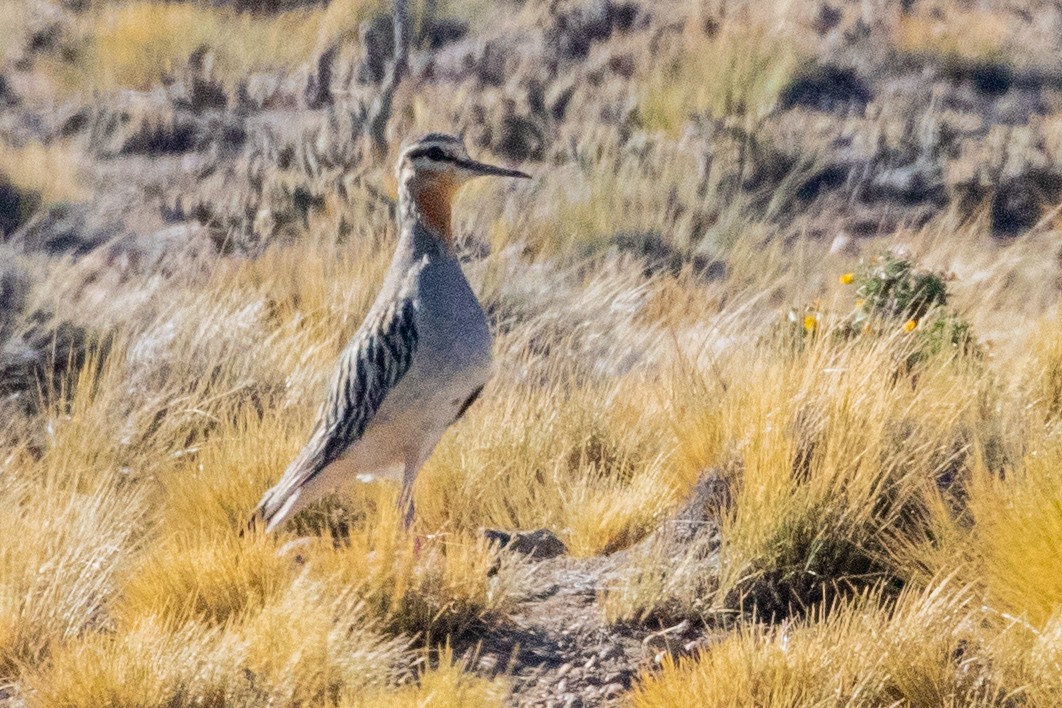 Tawny-throated Dotterel - ML559434171