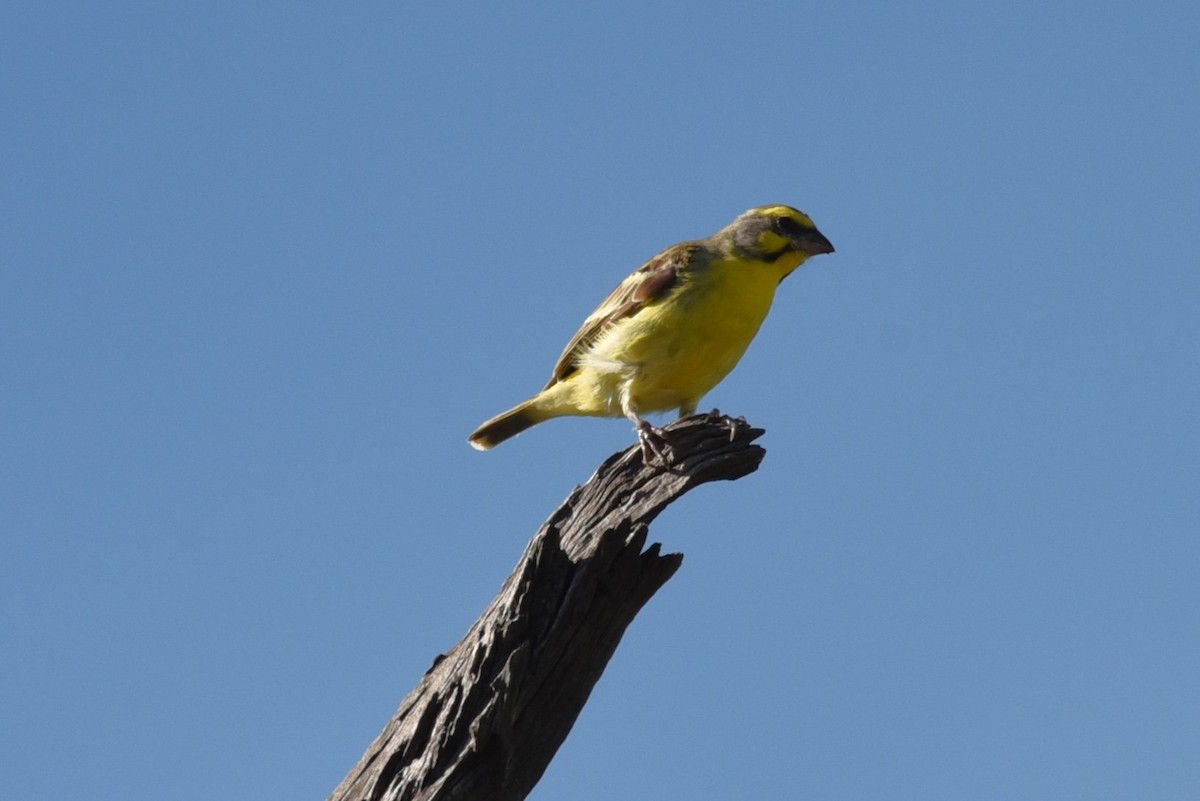 Yellow-fronted Canary - ML559434471