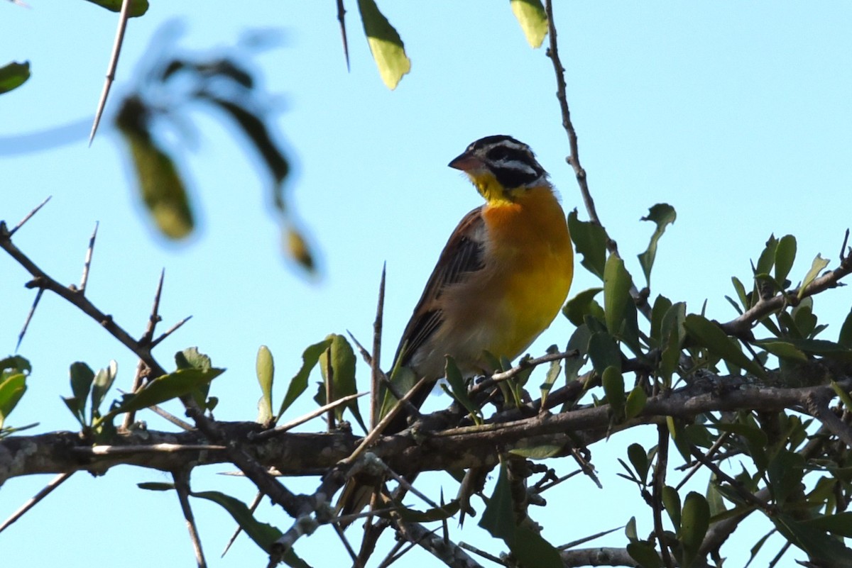 Golden-breasted Bunting - ML559434641