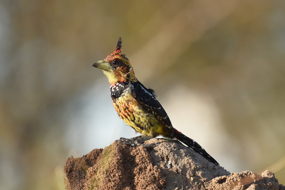 Crested Barbet - Bruce Mast