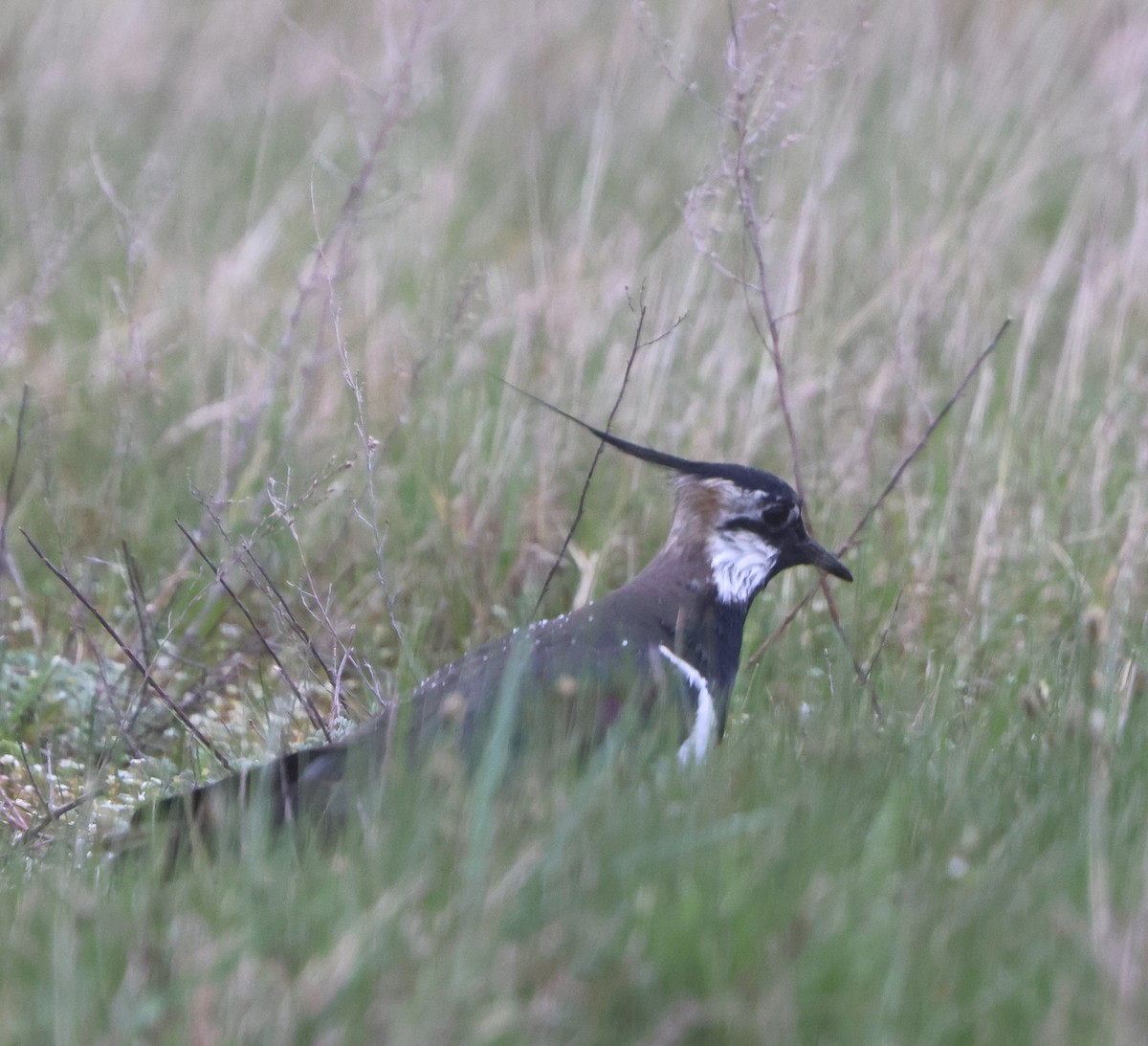 Northern Lapwing - ML559435481