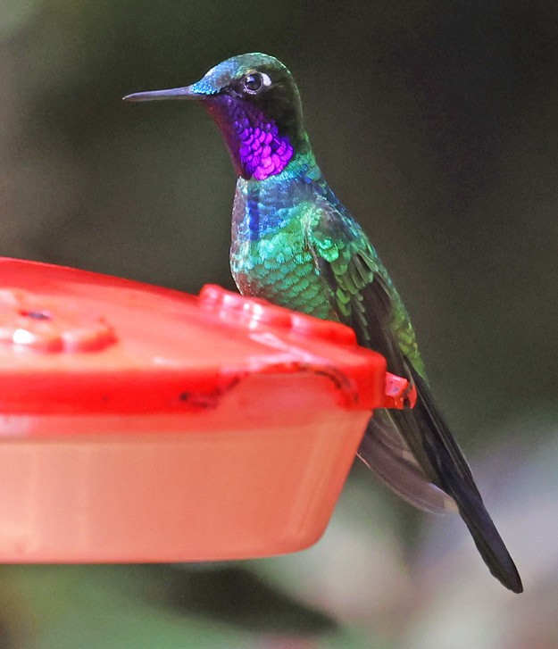 Purple-throated Sunangel (Brilliant) - ML559435831