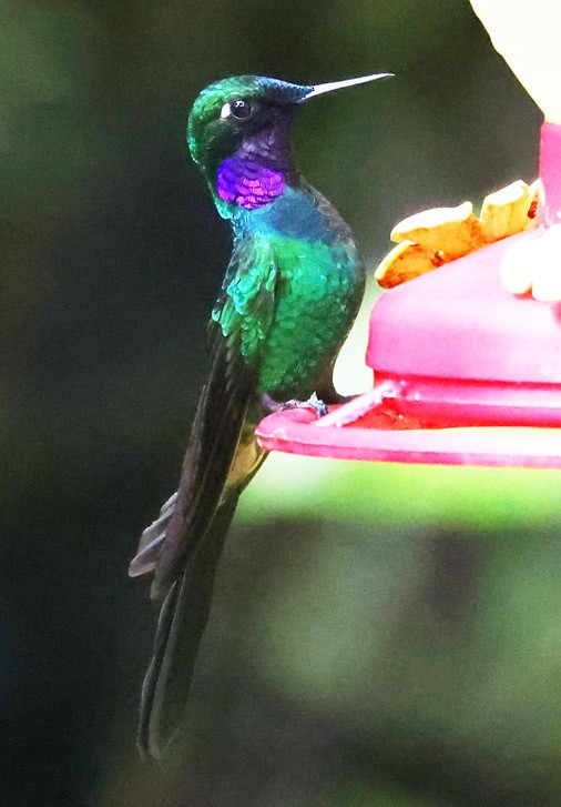 Purple-throated Sunangel (Brilliant) - ML559435841