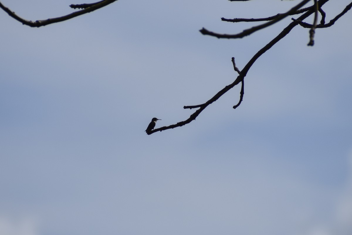 Vervain Hummingbird - ML559437101