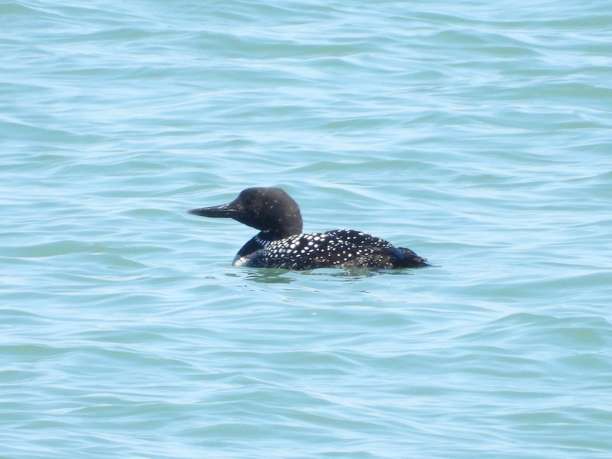 Common Loon - ML559438401