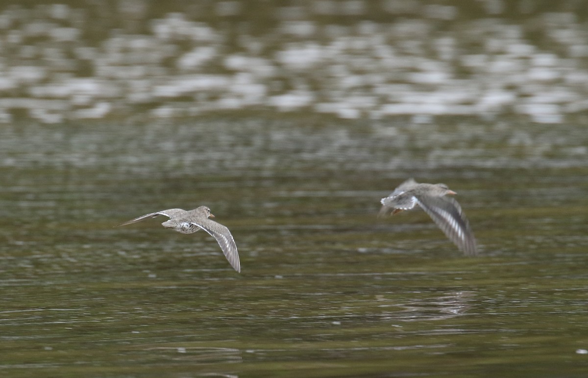 Spotted Sandpiper - ML559438781