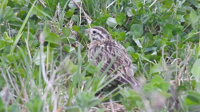 Smith's Longspur - ML559439021