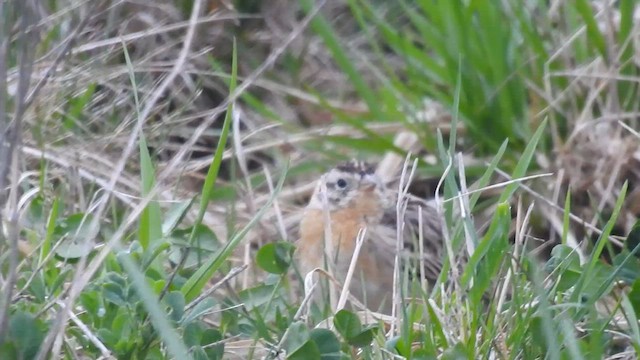 Smith's Longspur - ML559439061