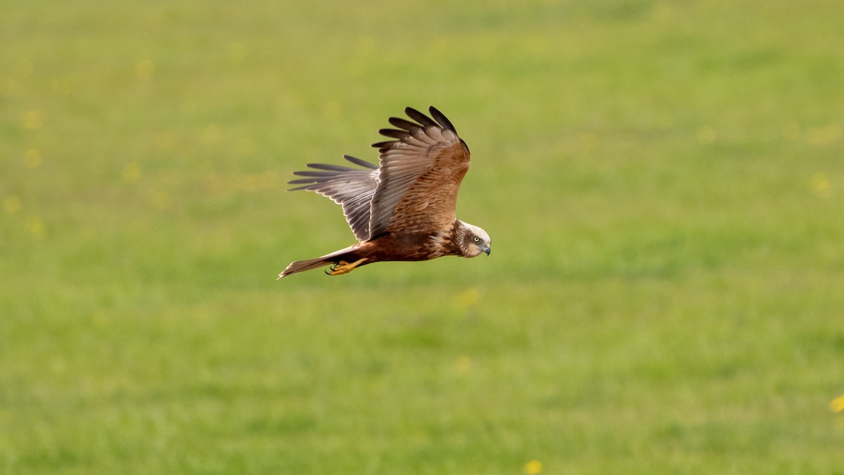 Western Marsh Harrier - ML559440461