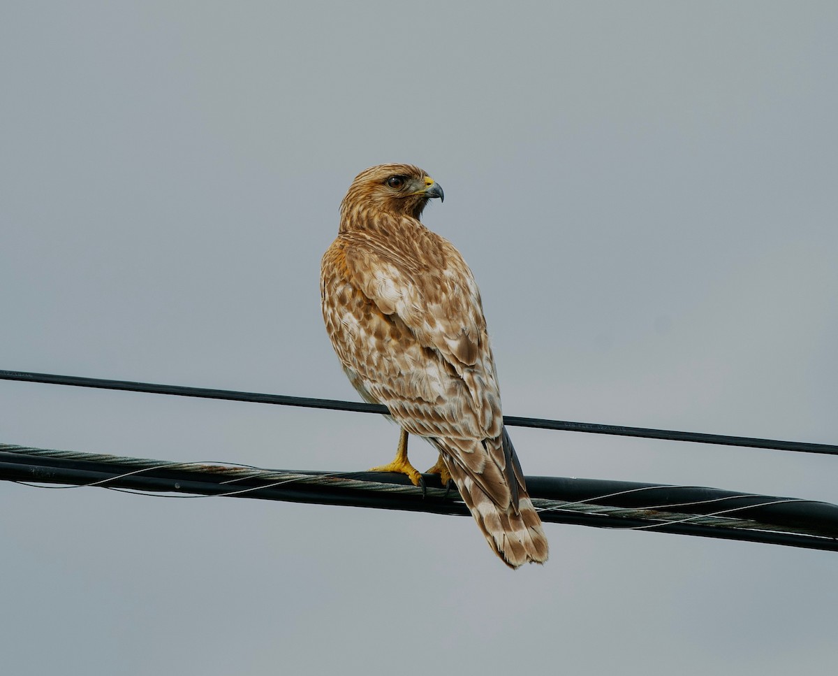 Red-shouldered Hawk - ML559440551