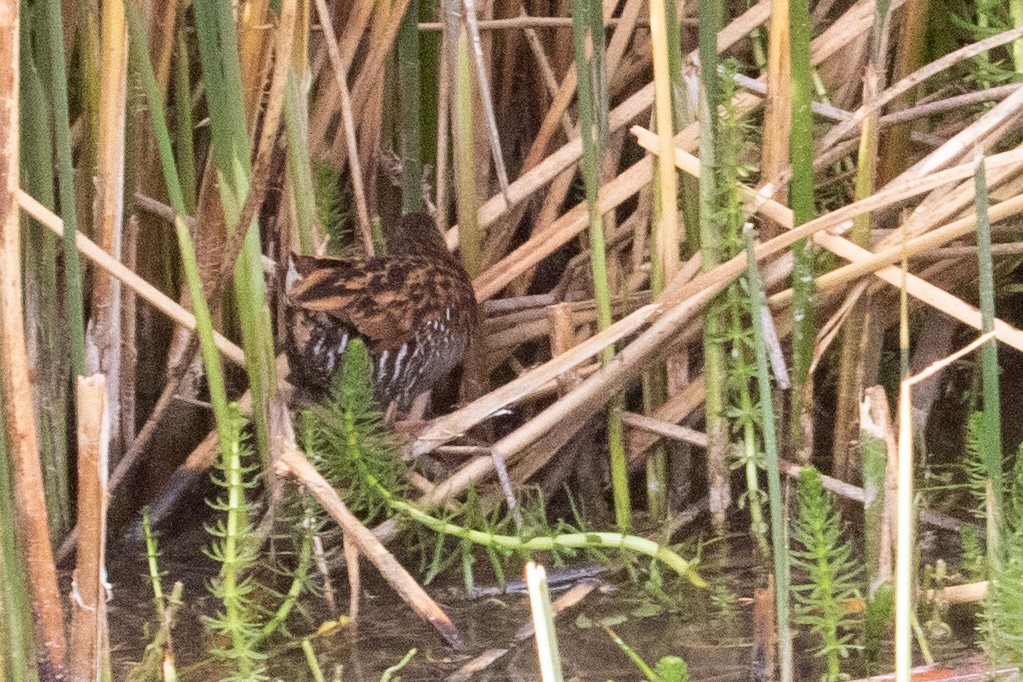 Austral Rail - Sue Wright