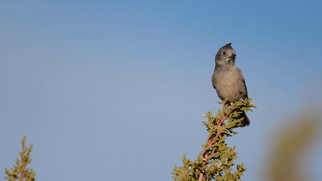 Mésange des genévriers - ML559441651