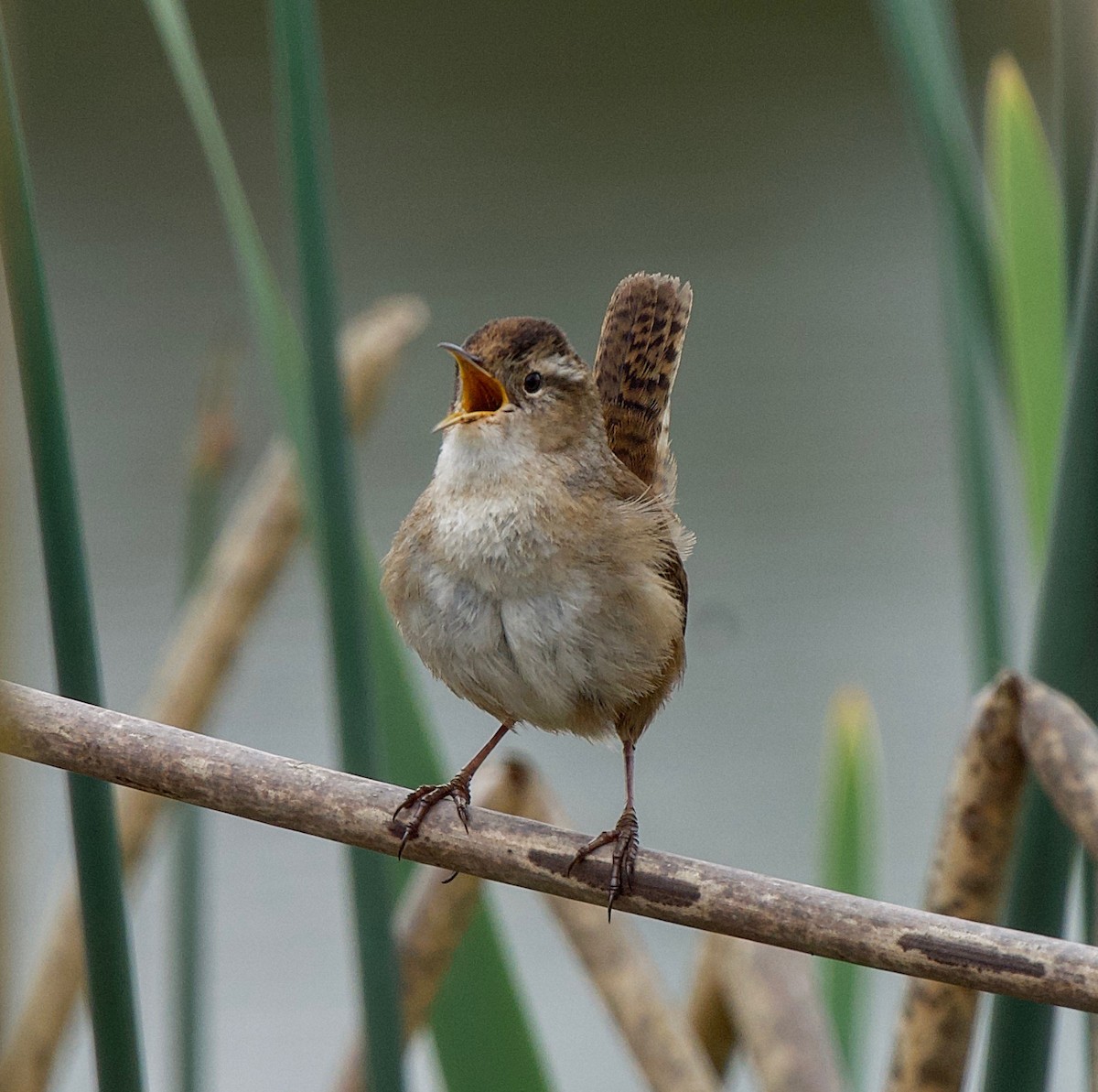 Marsh Wren - ML559441871