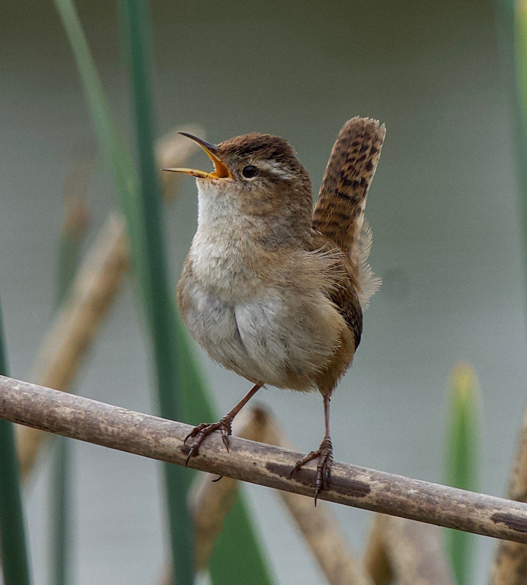 Marsh Wren - ML559441881