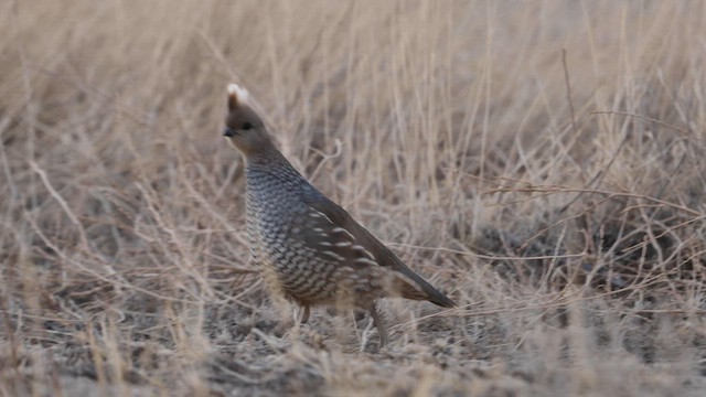Scaled Quail - ML559441931