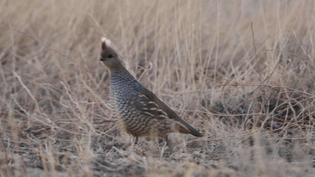 Scaled Quail - ML559441931