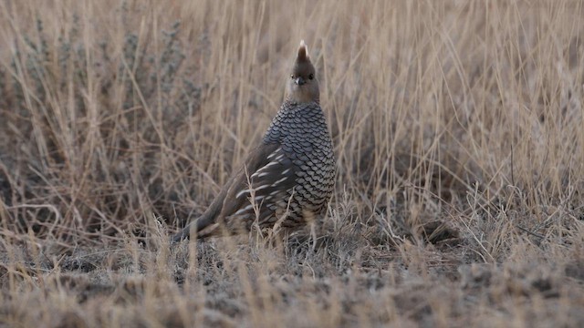 Scaled Quail - ML559441941