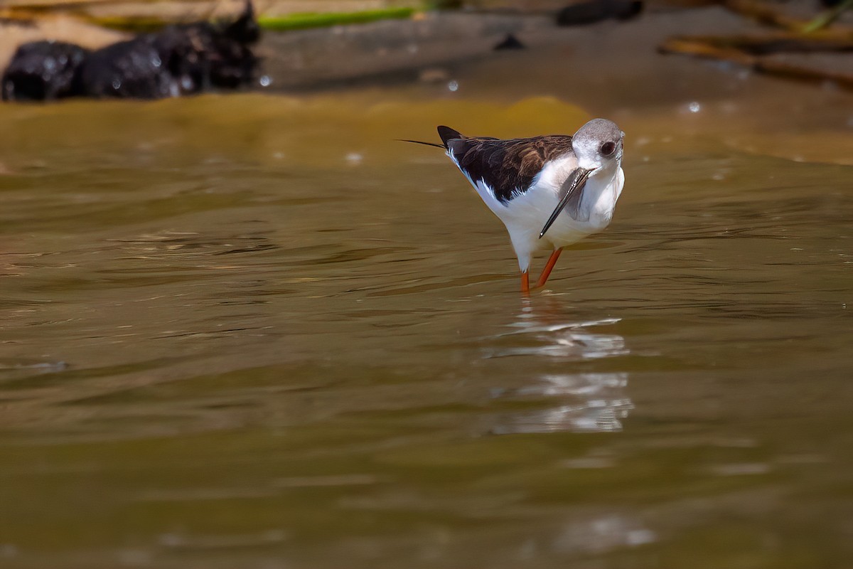 Black-winged Stilt - ML559443521