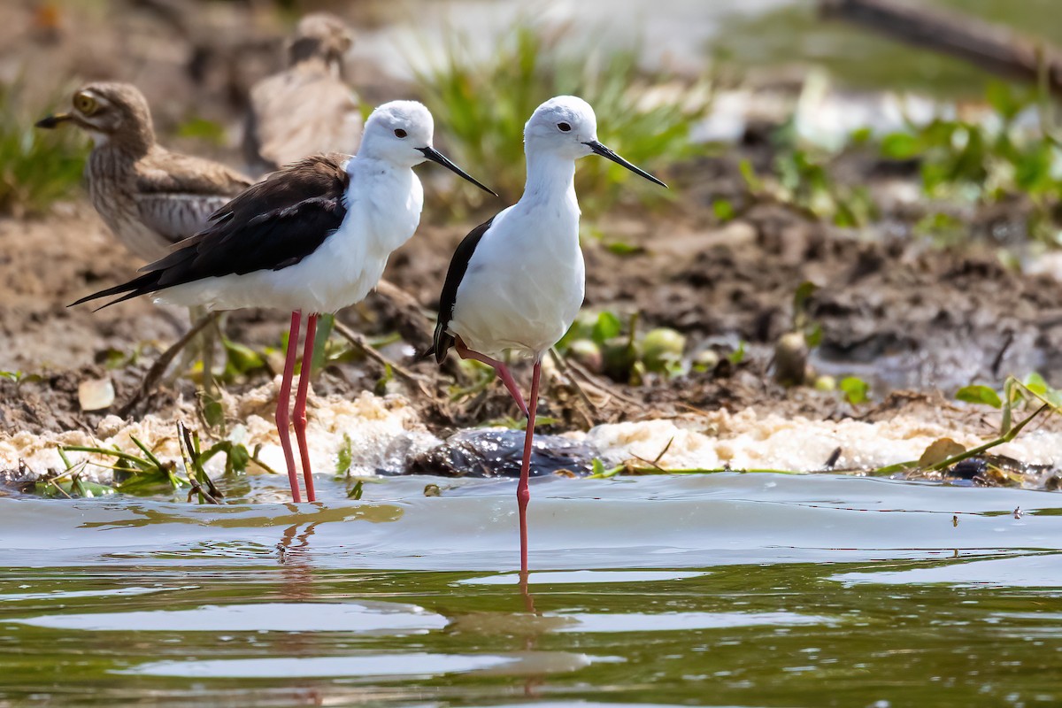 Black-winged Stilt - ML559443531