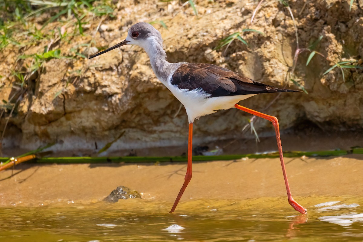 Black-winged Stilt - ML559443551