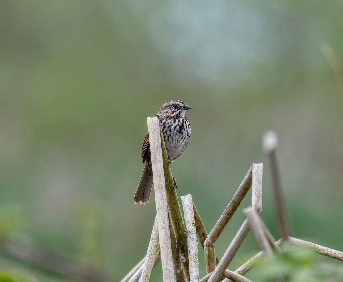 Song Sparrow - Sandra Bouma