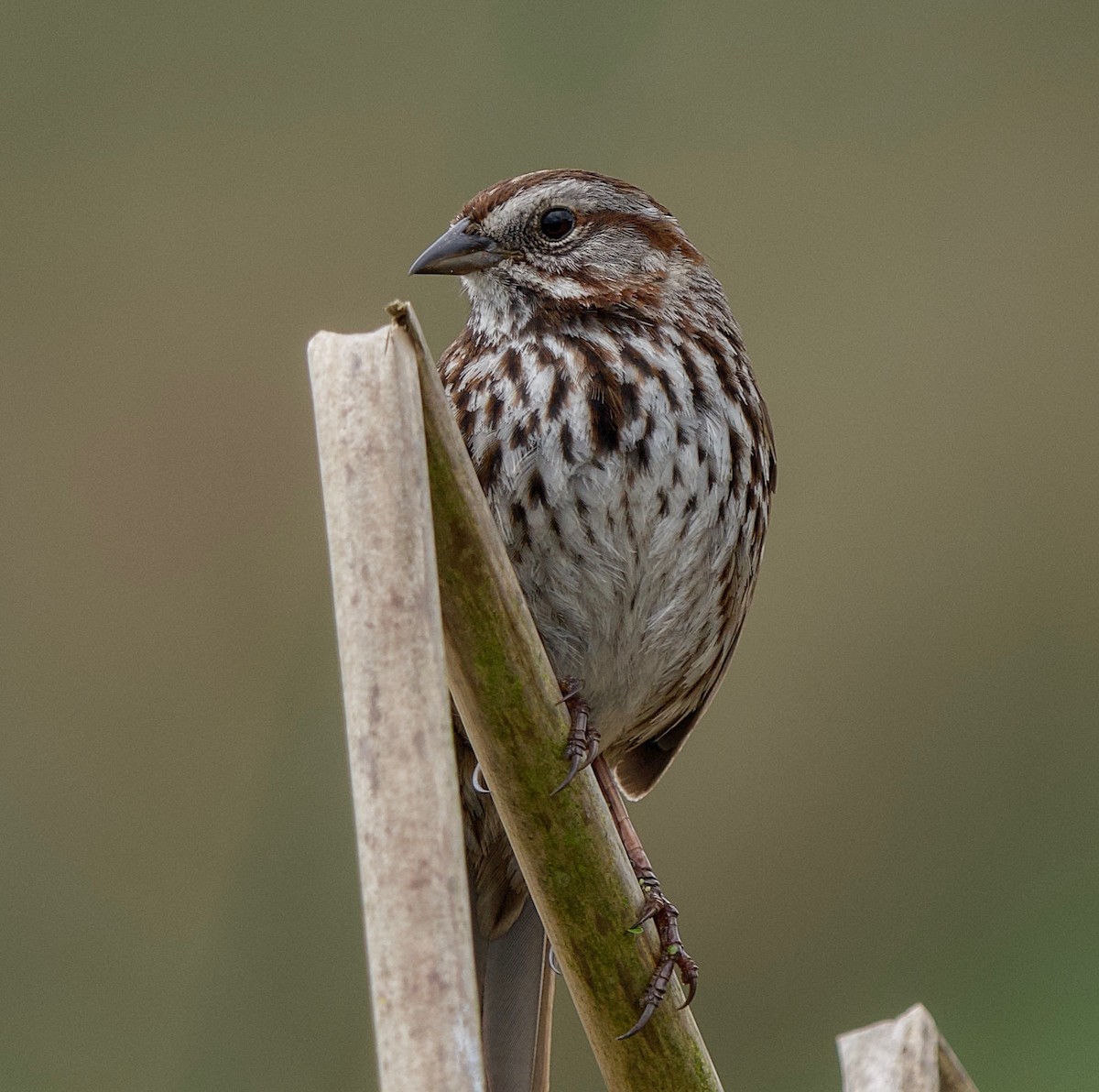 Song Sparrow - ML559443761