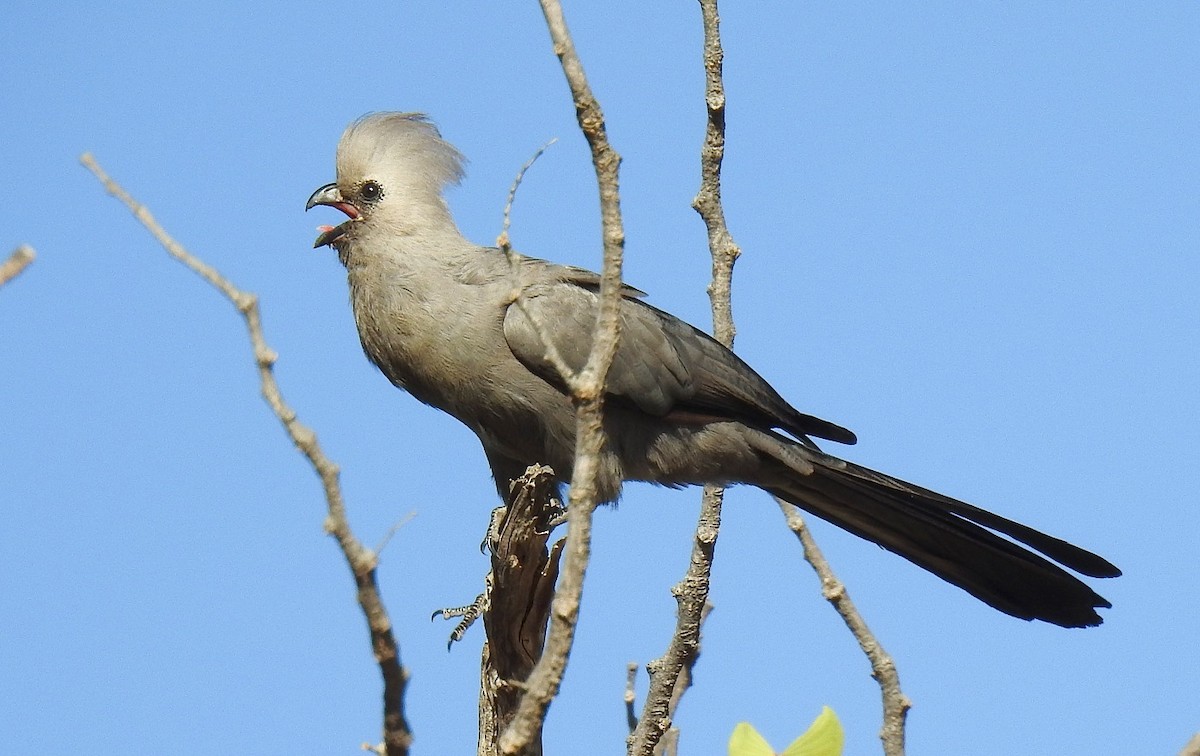 Turaco Unicolor - ML559444161