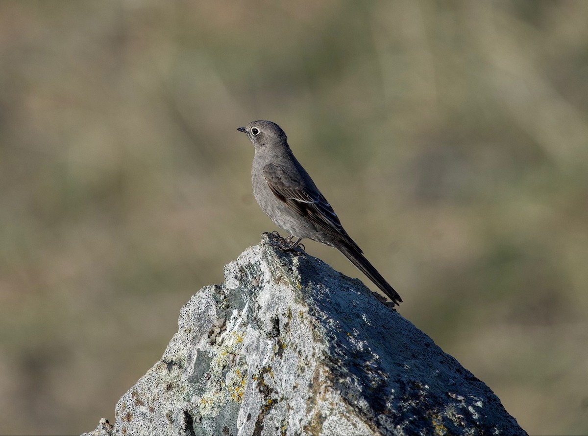 Townsend's Solitaire - ML559444171