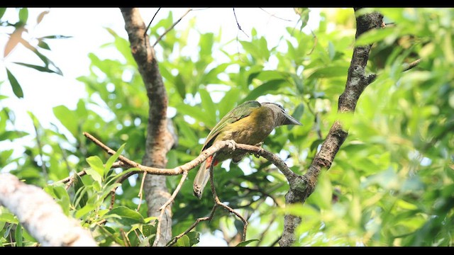 barbet červenořitý - ML559445511