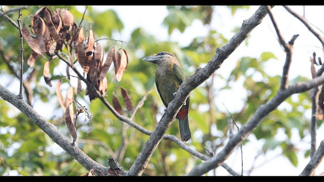 Rotsteiß-Bartvogel - ML559445521