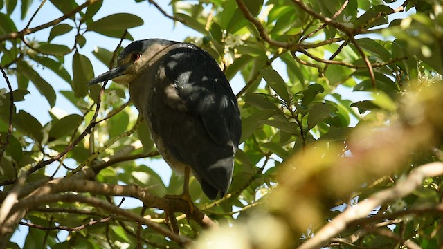 Black-crowned Night Heron - ML559445681