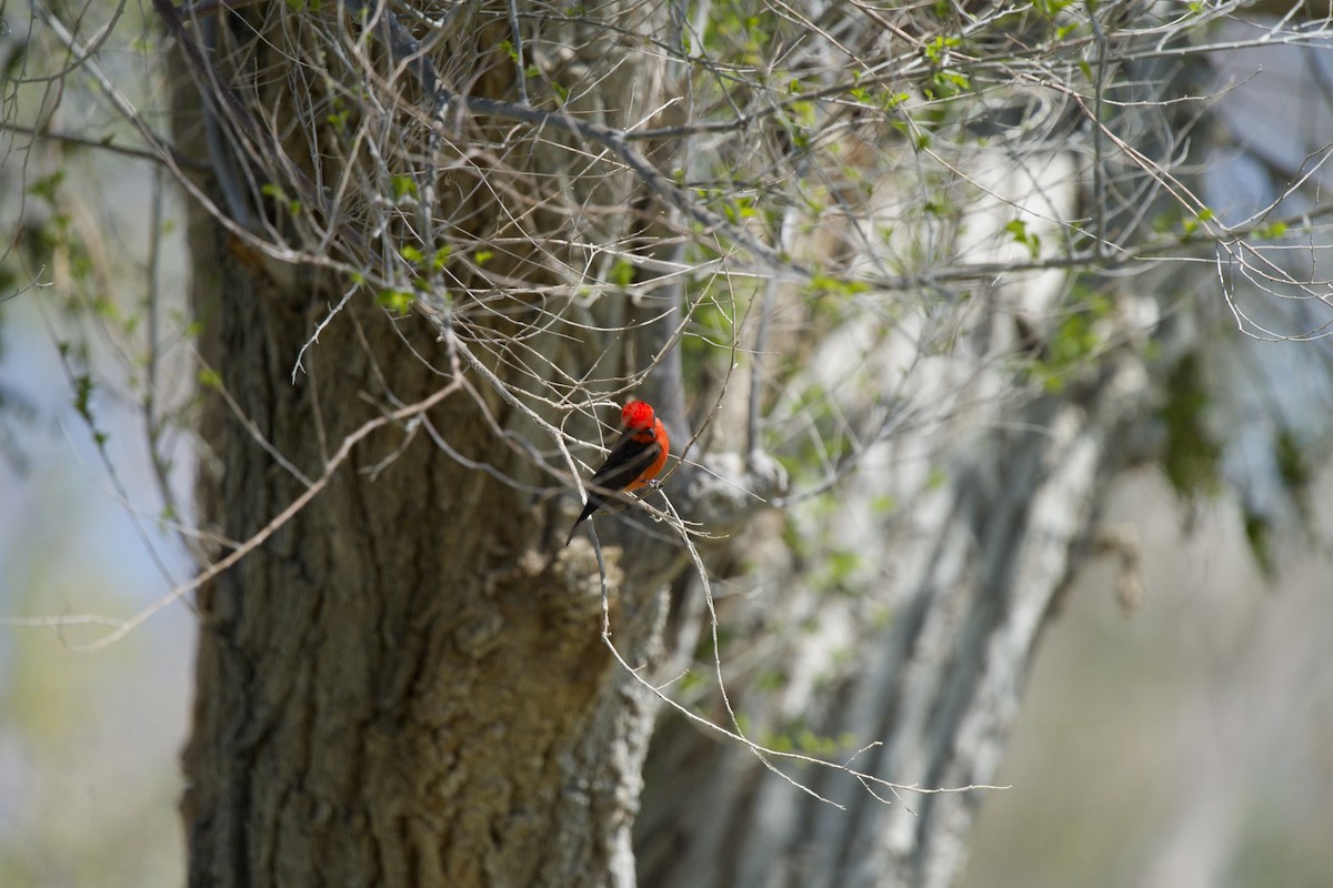 Vermilion Flycatcher - ML559446171