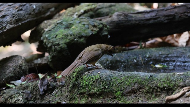 Bulbul Ocráceo - ML559446441