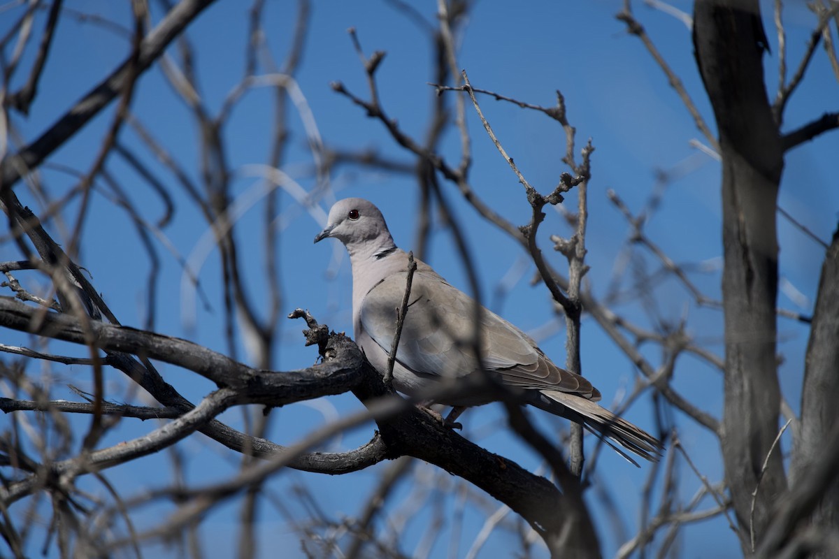 Eurasian Collared-Dove - ML559446571