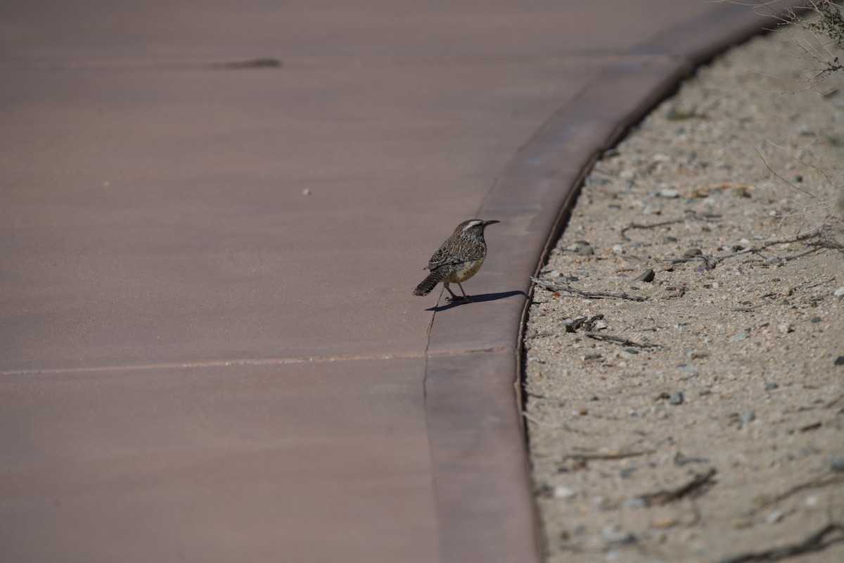 Cactus Wren - ML559446651