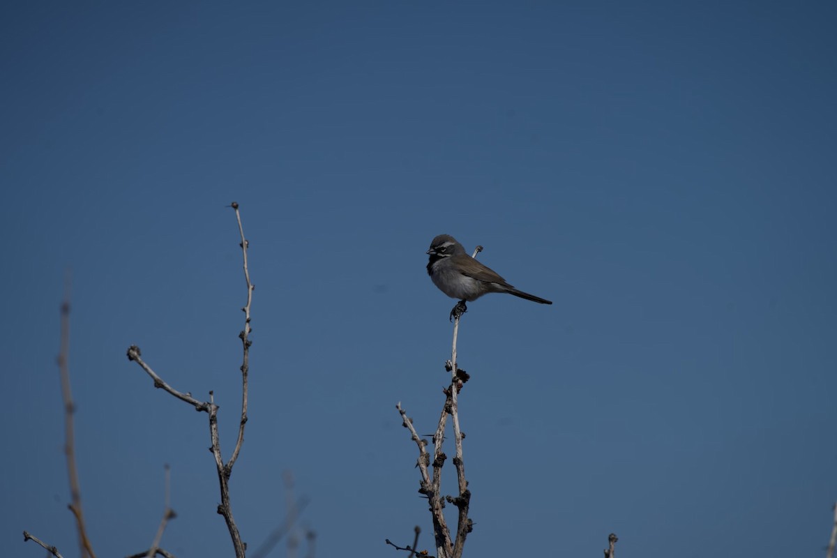 Black-throated Sparrow - ML559446911