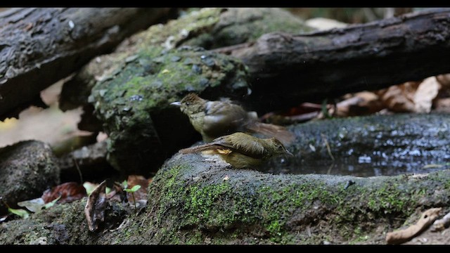 Gray-eyed Bulbul - ML559447371