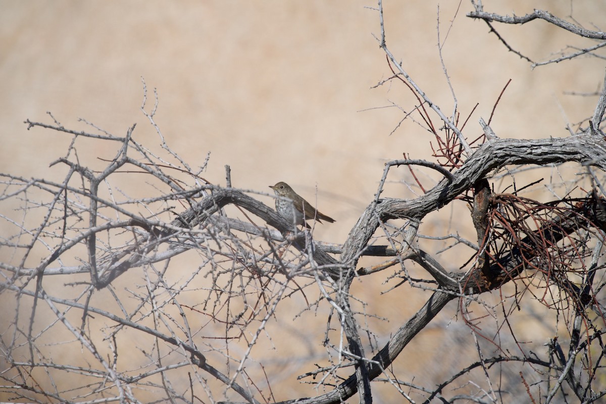 Hermit Thrush - ML559447621