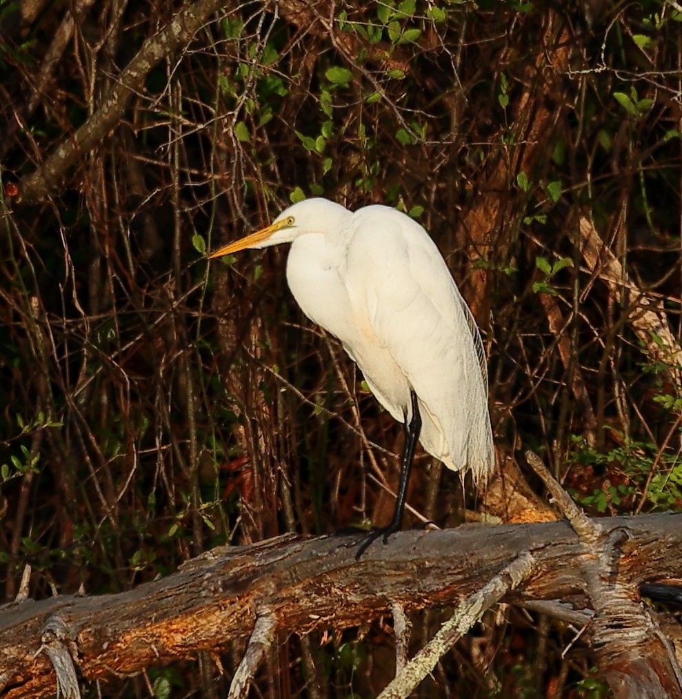 Great Egret - ML559447661