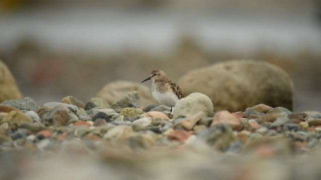 Baird's Sandpiper - ML559447741