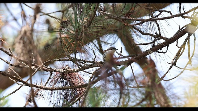 Gray-crowned Crocias - ML559448631